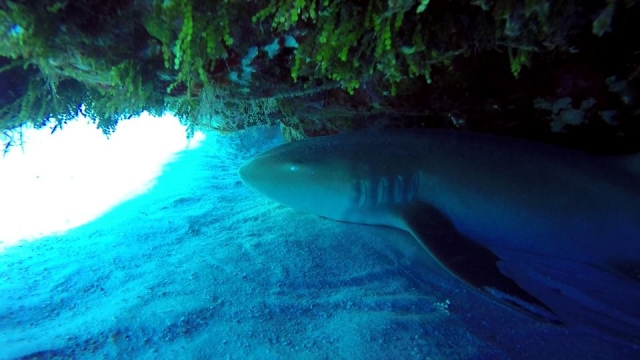  Voir le chat requin 